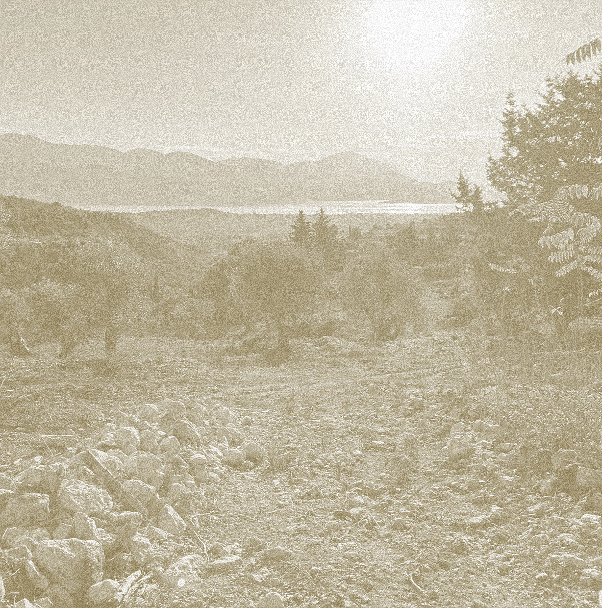 Vintage-style photograph of a rocky landscape with trees and mountains in the distance in Kefalonia, Greece, home of Ionian Gold olive groves