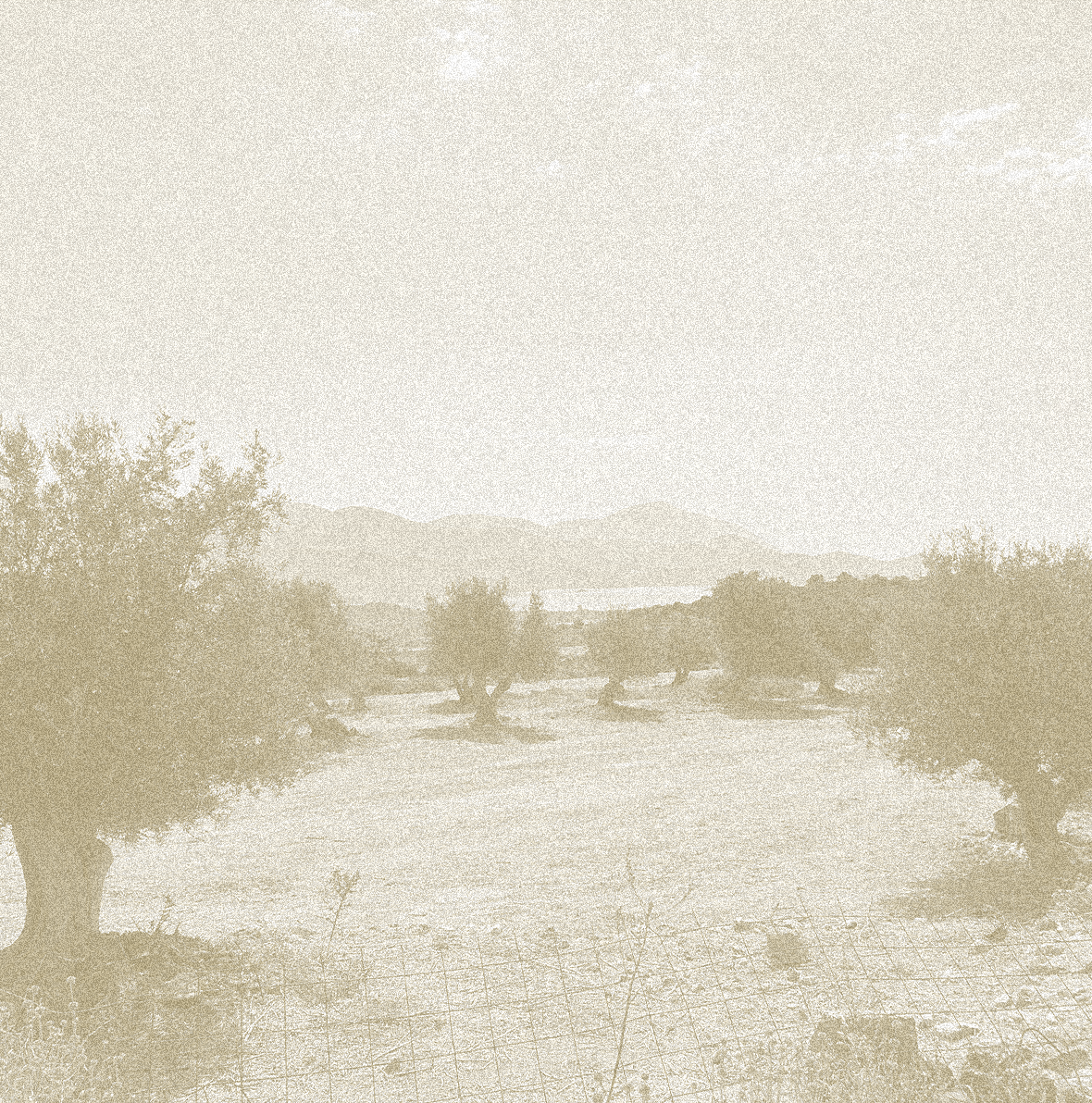Vintage-style photograph of Ionian Gold's olive grove in Kefalonia, Greece
