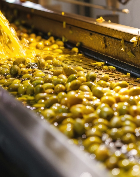 Green olives on a conveyor belt with a machine in the background, used for Ionian Gold olive oil.