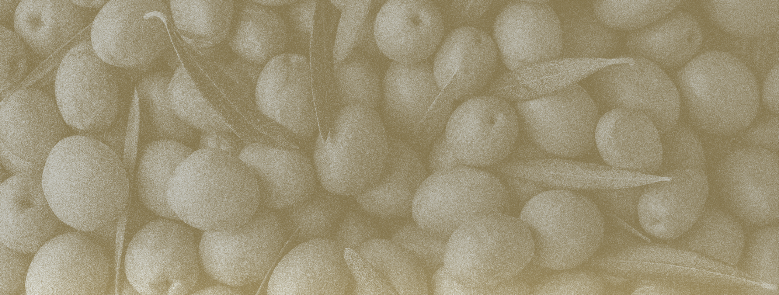 Olives ready for pressing and olive oil production