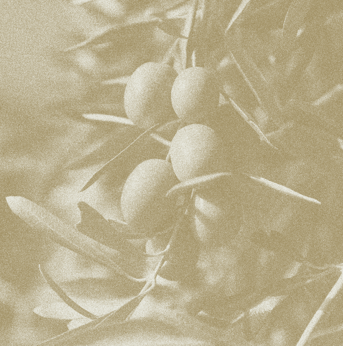 Close-up of olive branch with olives on a beige background